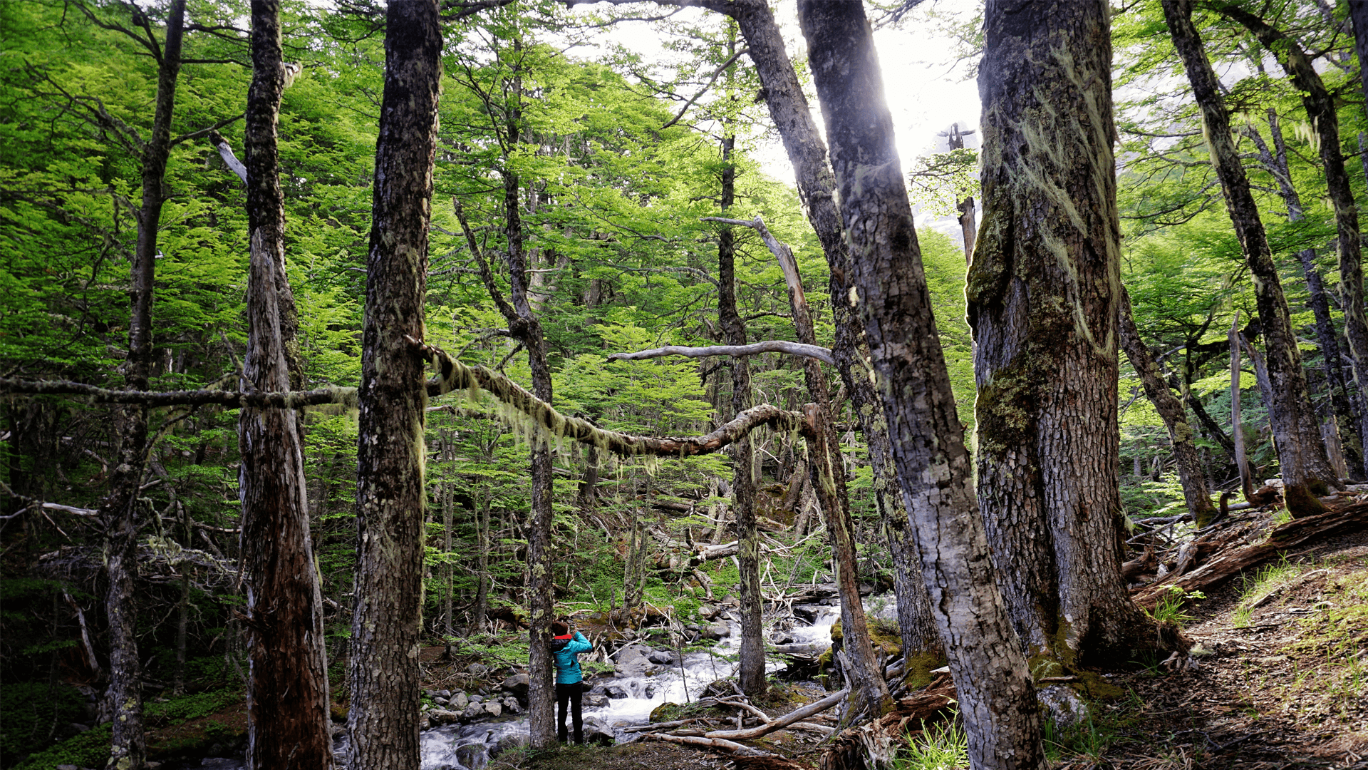 Baños de Bosques